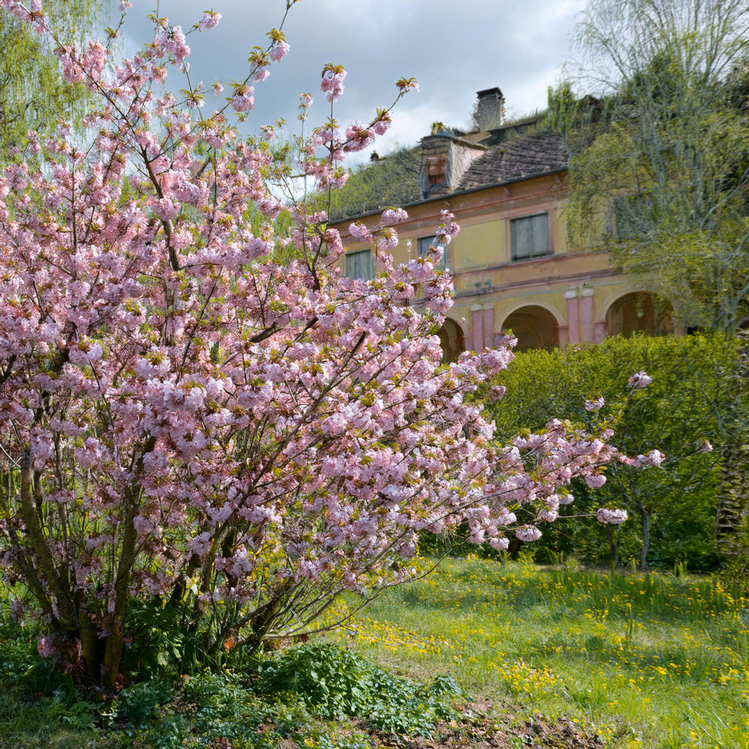 Cerisier à Fleurs Pleureur (Prunus Zakura)