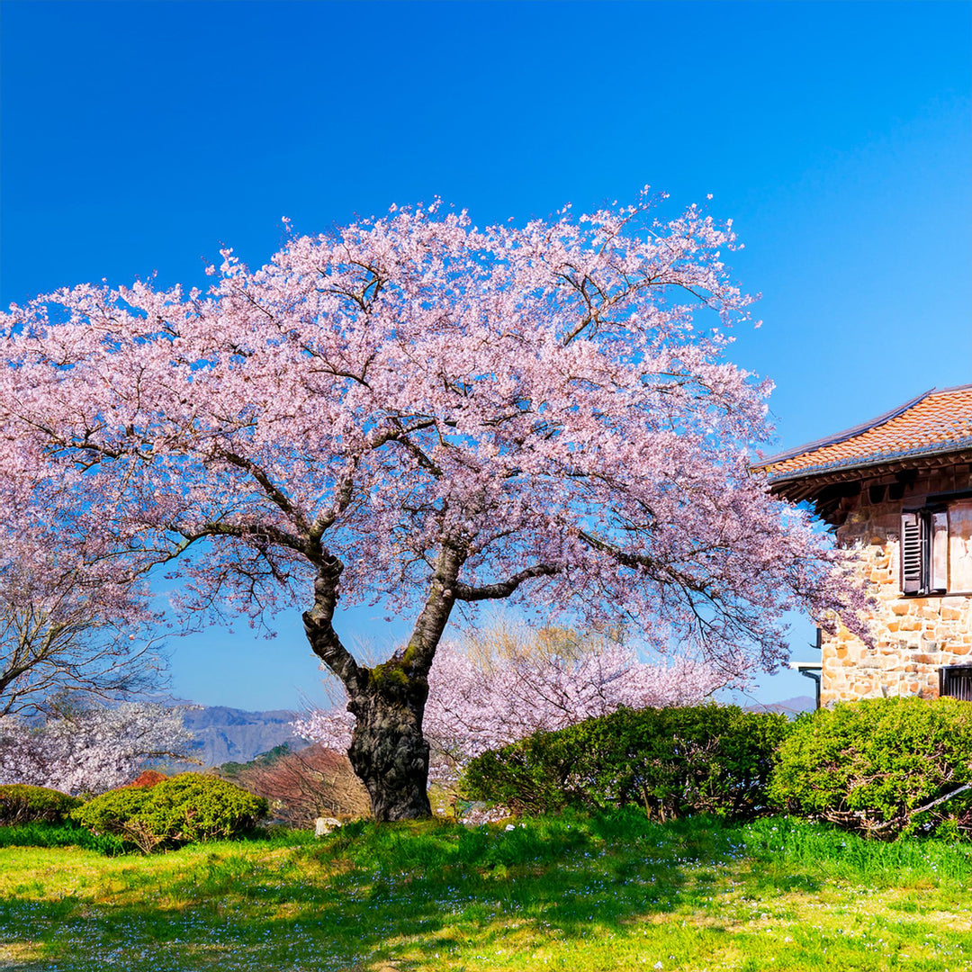 Cerisier Japonais à Fleurs (Kanzan)
