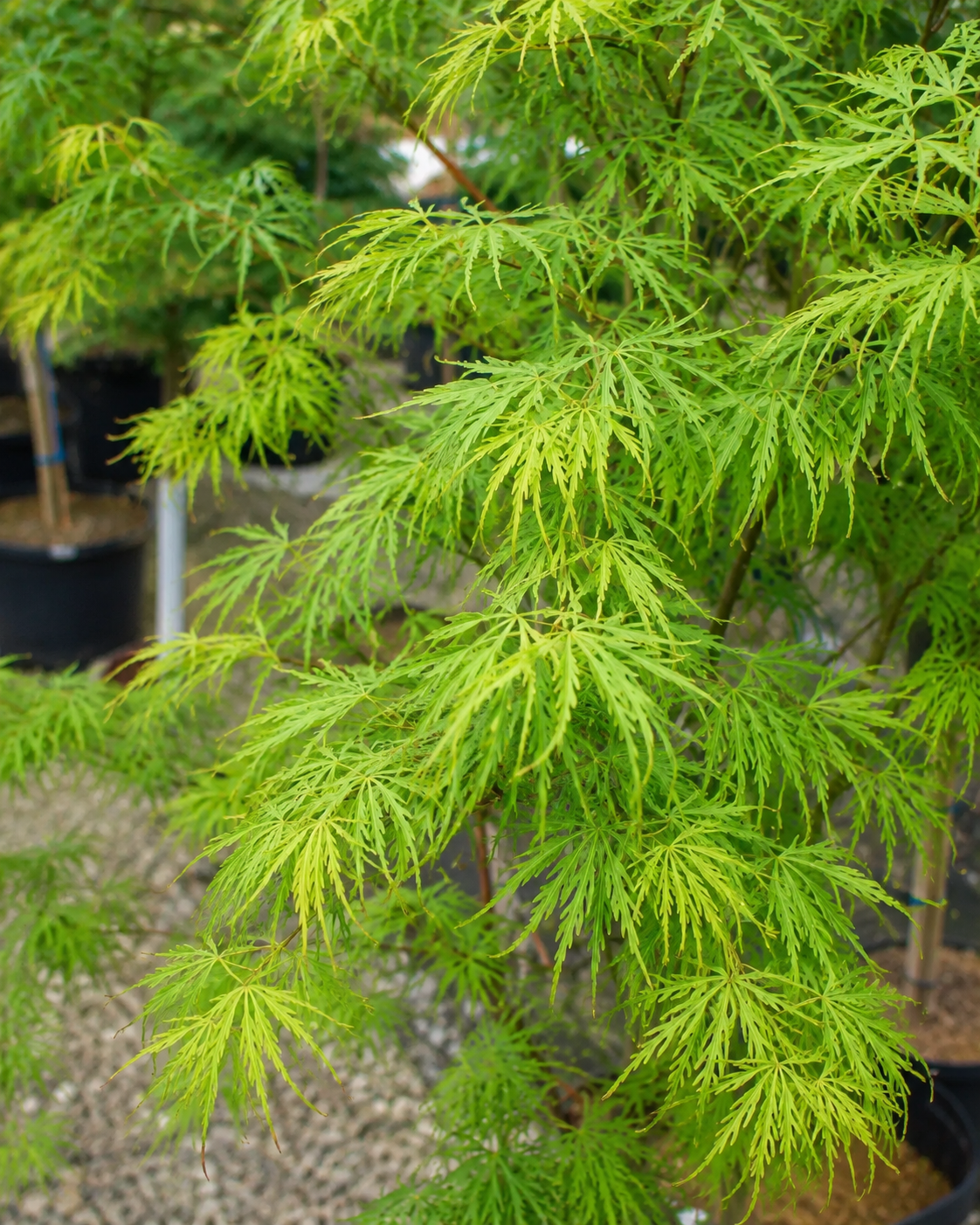 Acer Palmatum 'Scolopendrifolium'