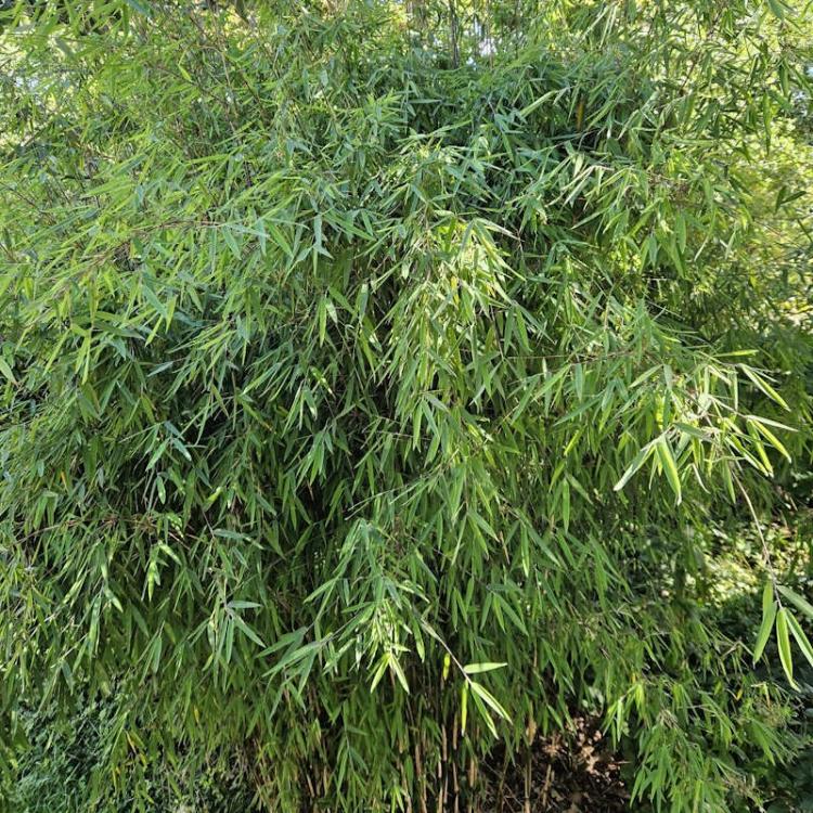 Fargesia Murielae x Nitida Obelisk