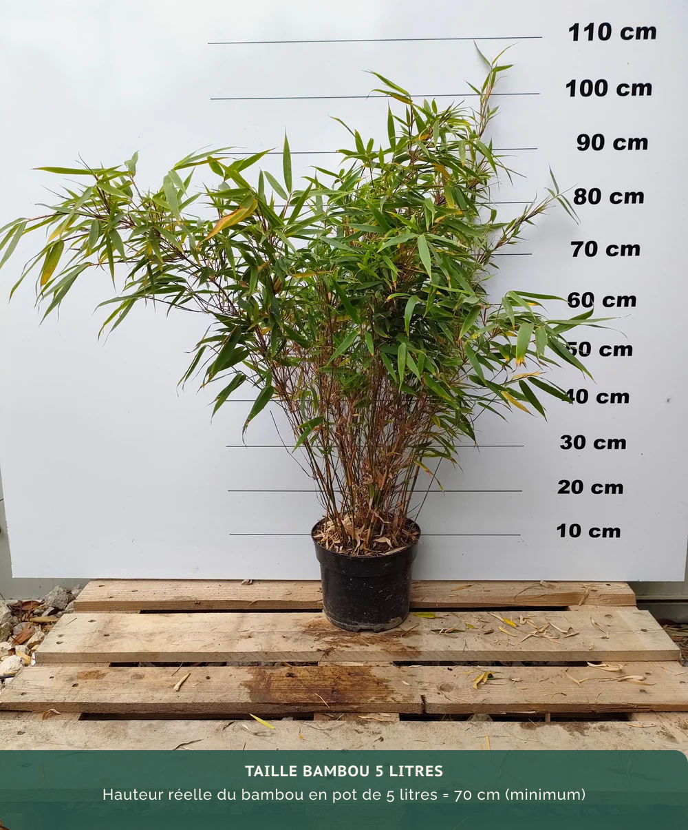 Fargesia Rufa