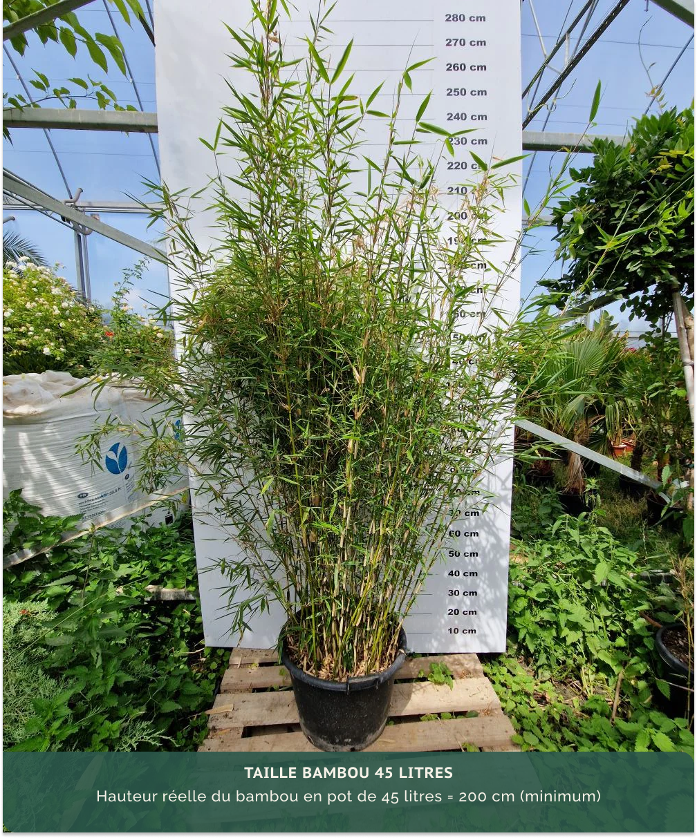 Fargesia Robusta Campbell