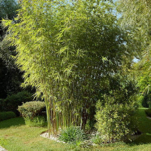 Fargesia Nitida Winter Joy