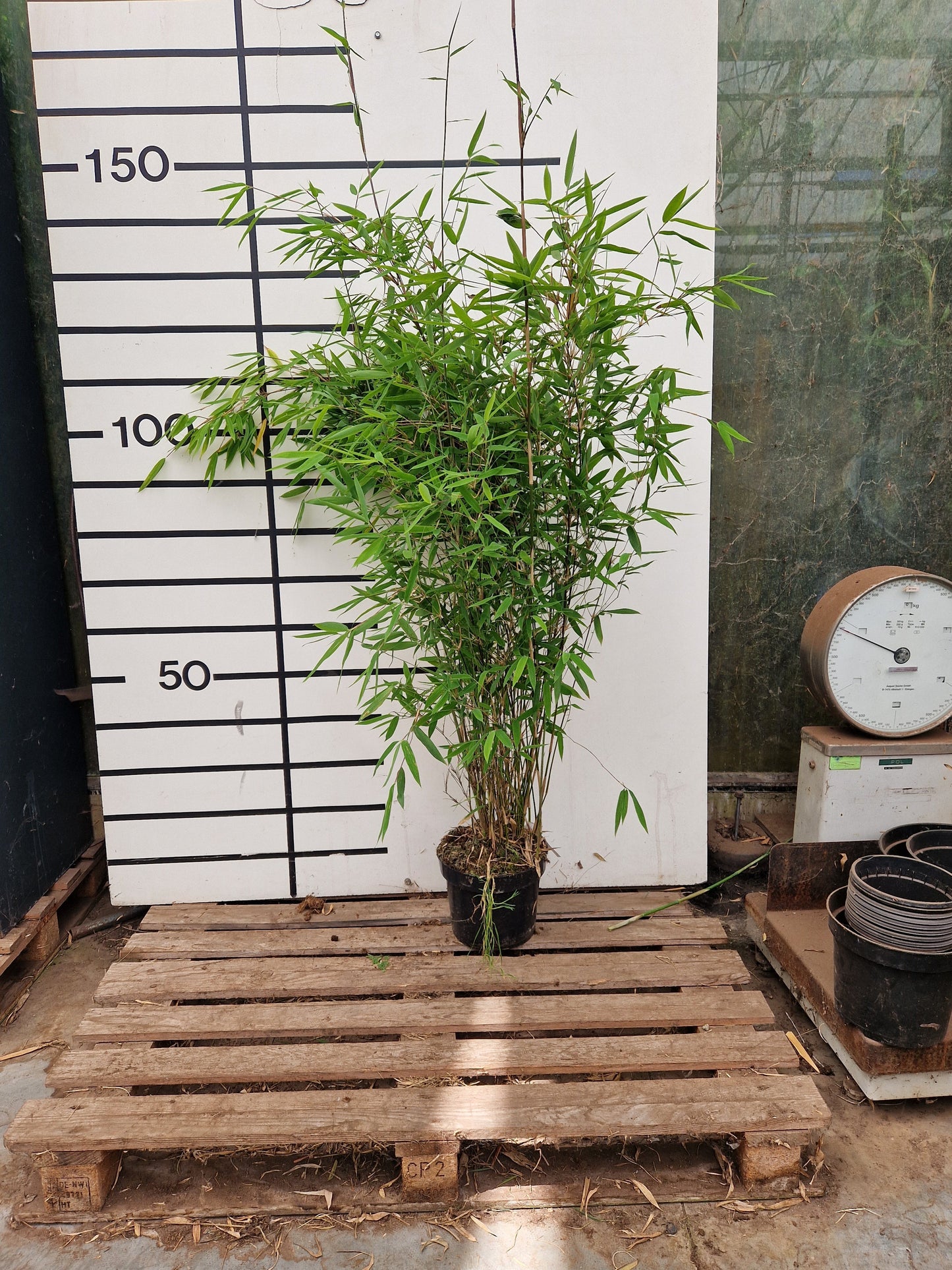 Fargesia Murielae x Nitida Obelisk