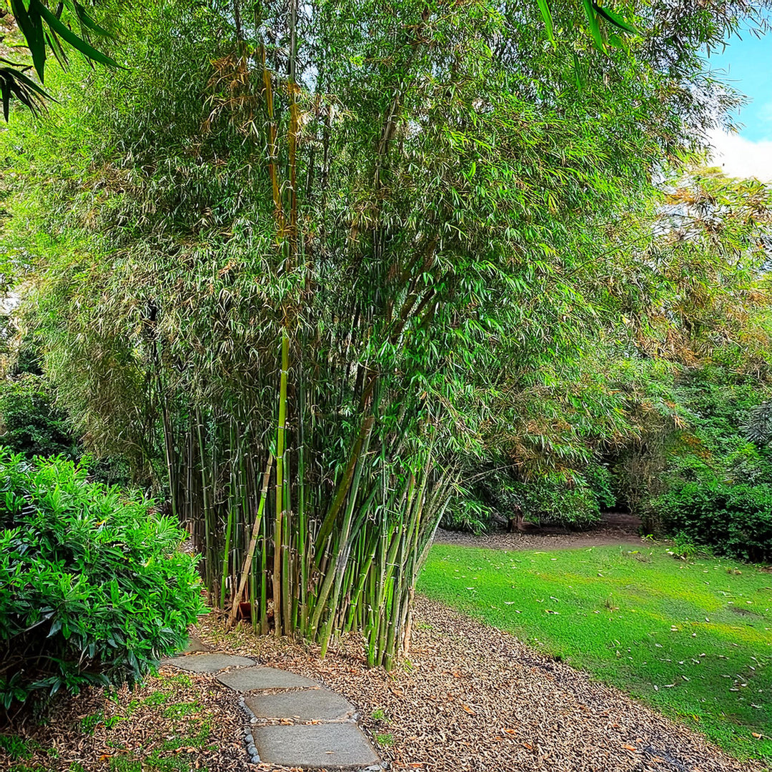 Bambou Fastuosa