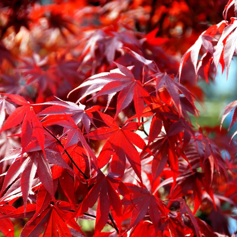 Acer Palmatum ‘Fireglow'