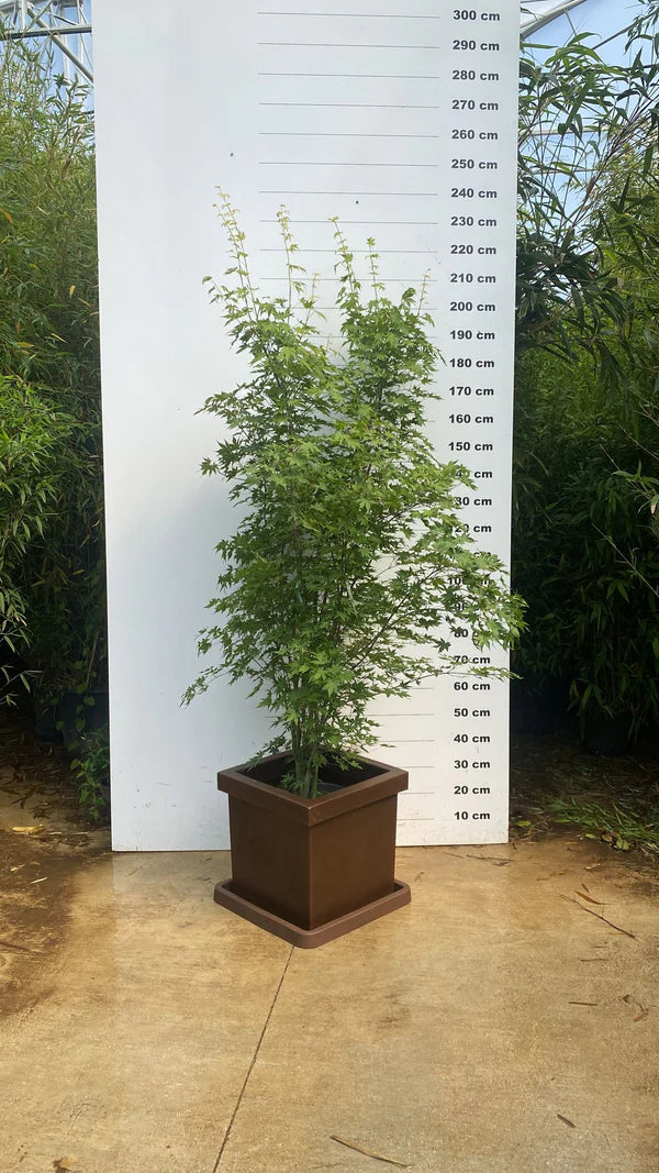 Pot Firenze - 85L