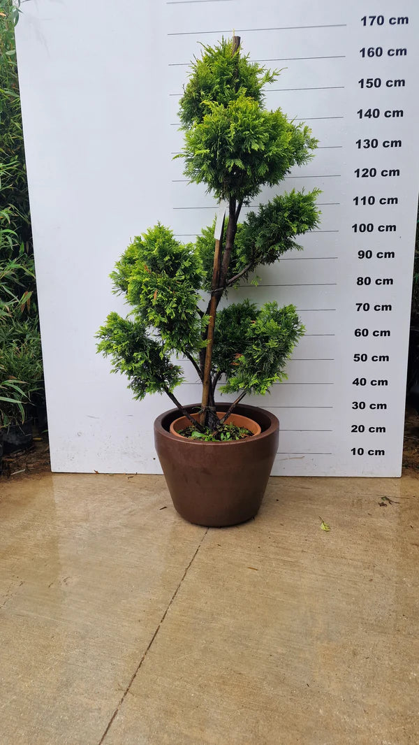 Pot Roma - 35/70/125/165/215/285/390/500L