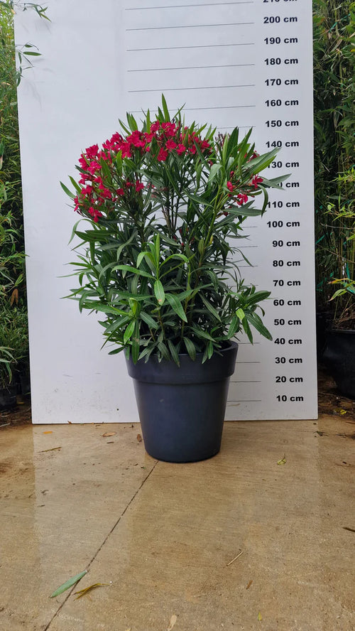 Pot Milano - 25/50/95/150/220L