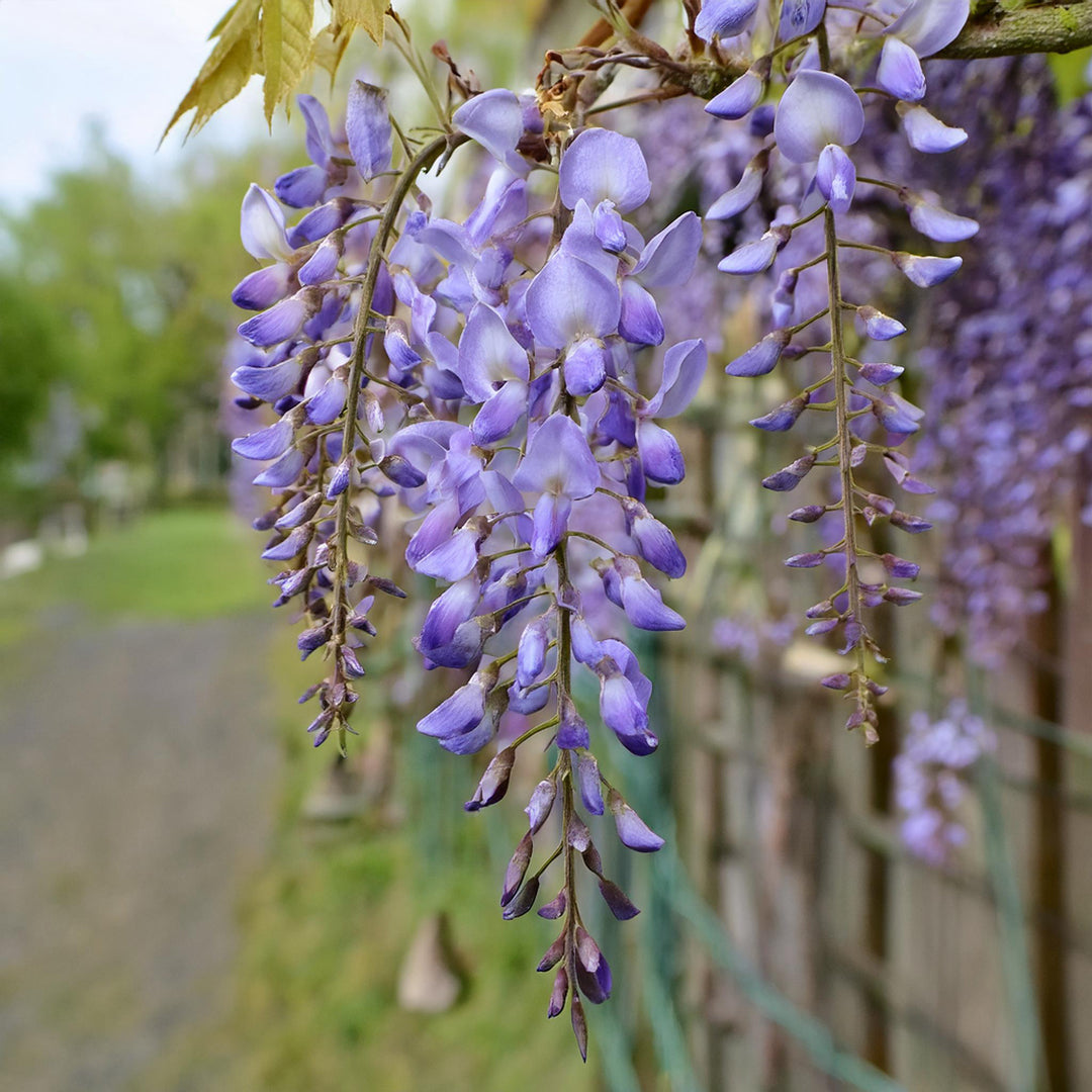 Glycine