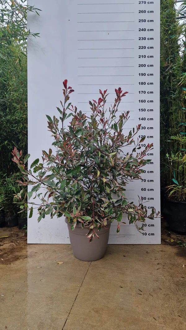 Pot Bologna - 40/80/110L