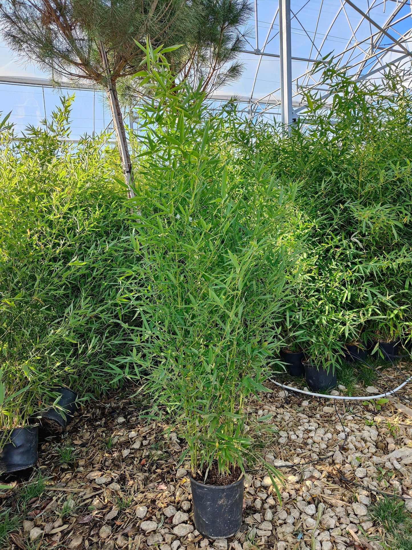 Bambou (Phyllostachys) Aurea