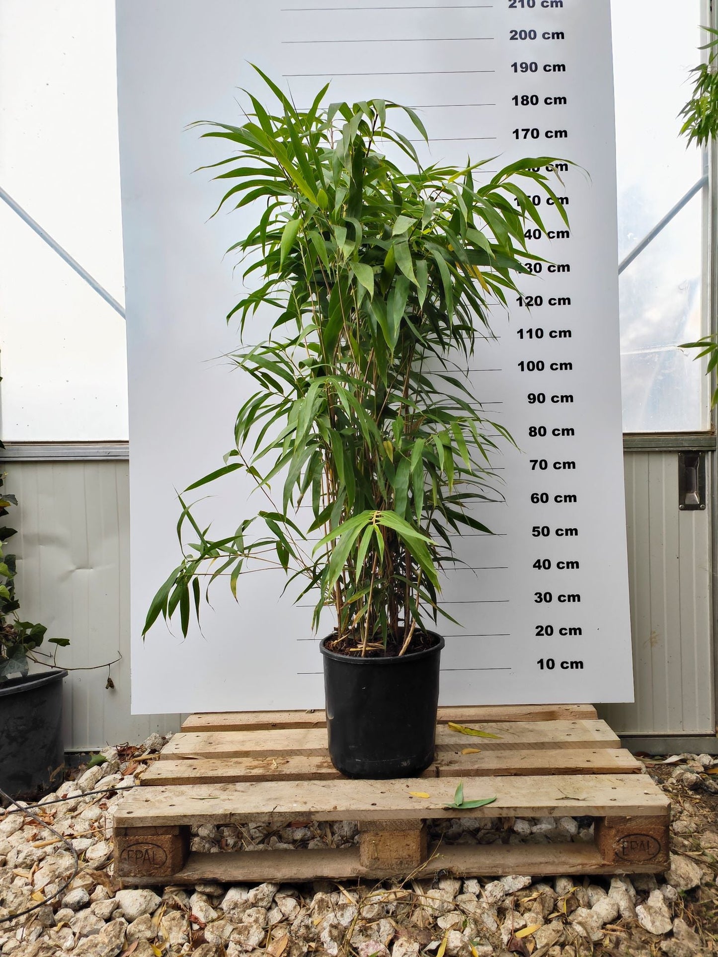 Bambou Metake (Arundinaria Japonica)