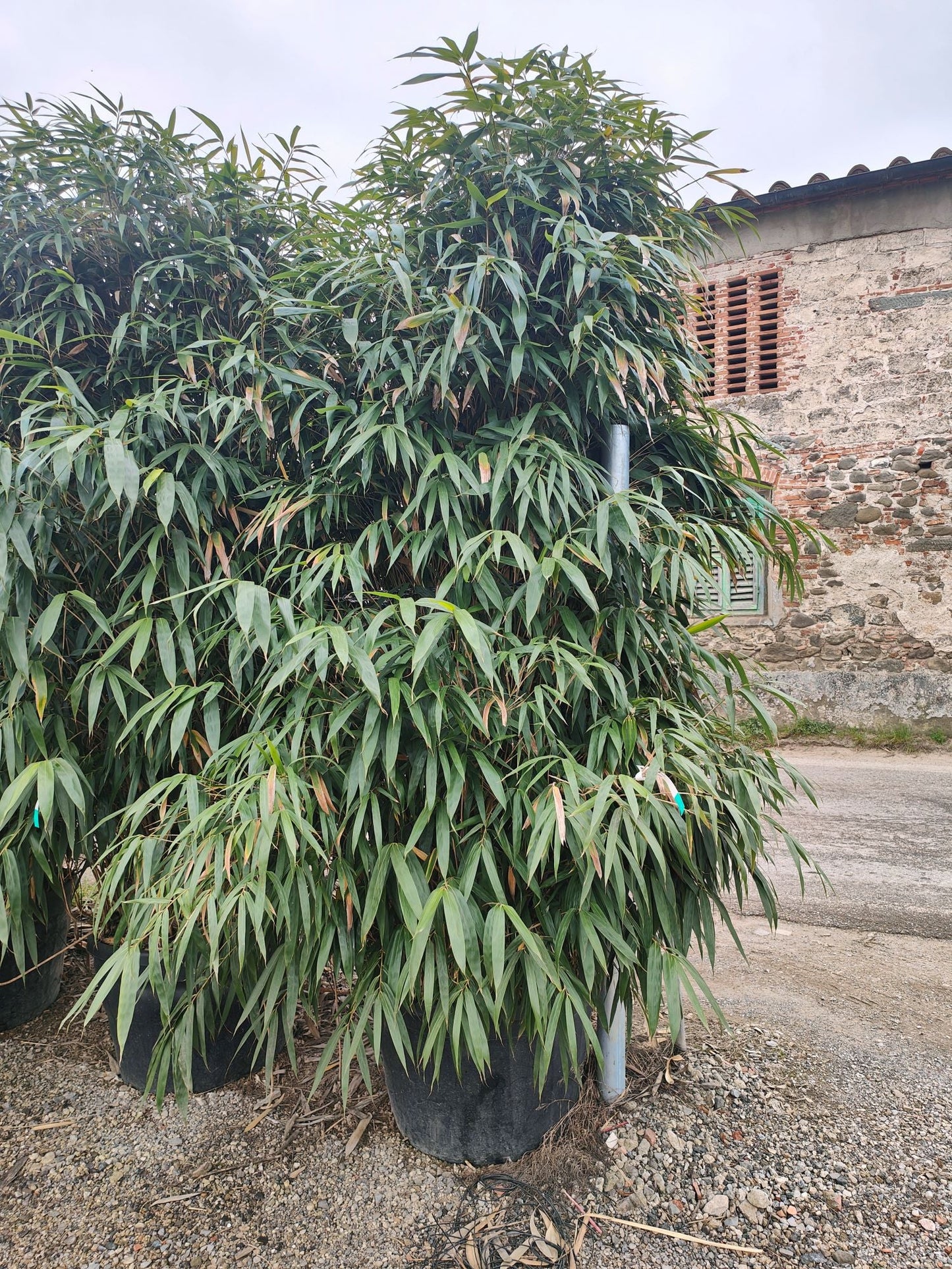 Bambou Metake (Arundinaria Japonica)