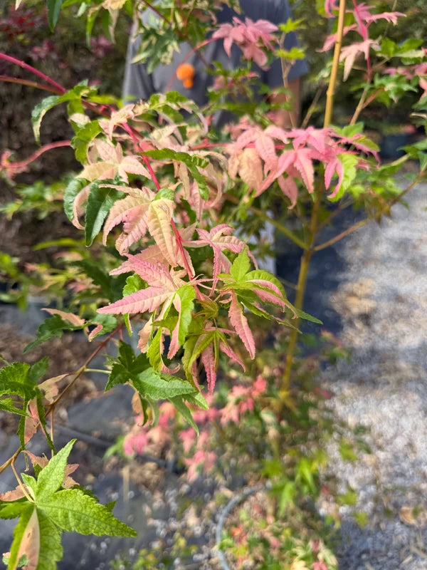 Érable du Japon 'Oridono Nishiki' (Acer palmatum 'Oridono Nishiki')