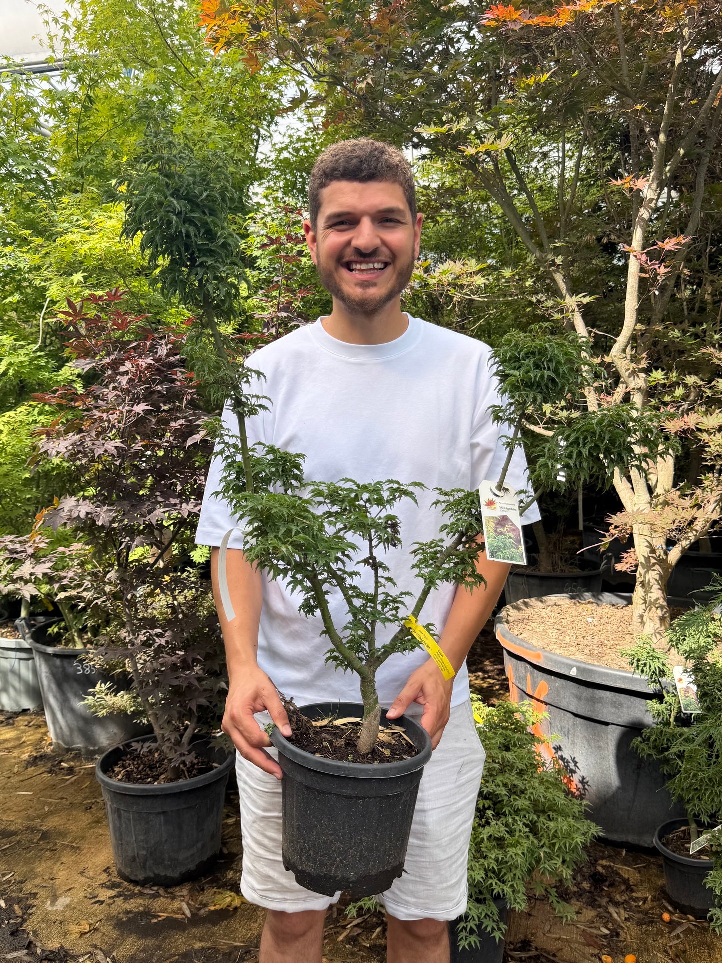 Acer Palmatum 'Shishigashira'