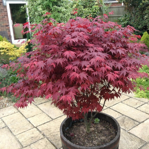 Acer Palmatum Atropurpureum