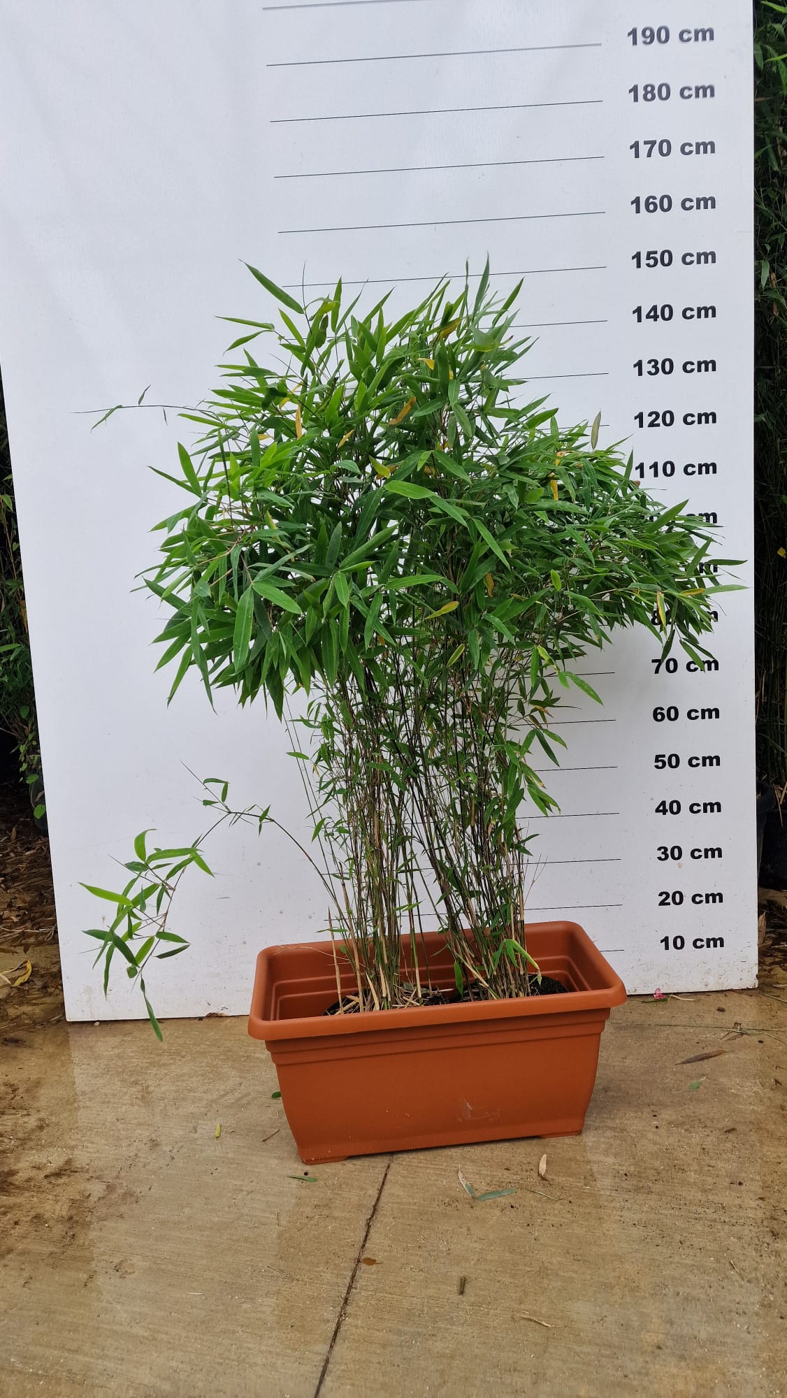 Jardinière Spécial Bambou - 30/50/110L