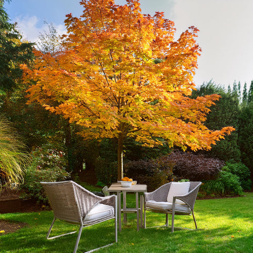 Acer palmatum Katsura