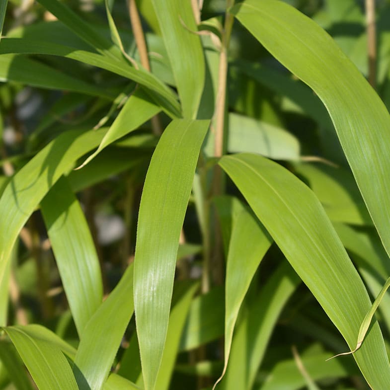 Bambou Metake (Arundinaria Japonica)