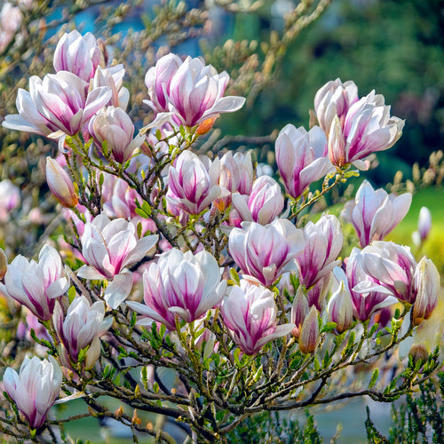 Magnolia Soulangeana