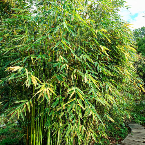 Bambou Metake Variegata (Arund.Jap.Varieg.)
