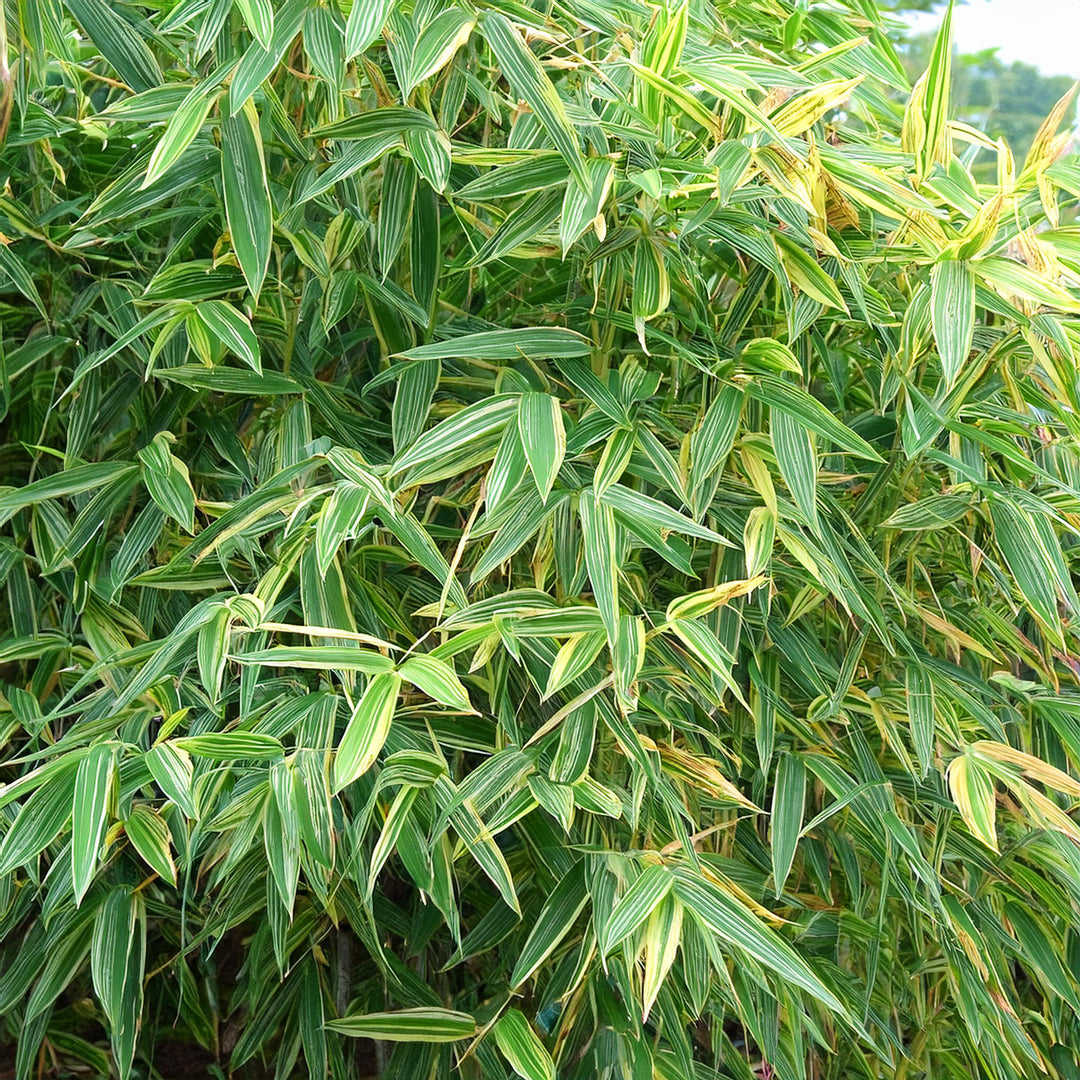 Bambou Metake Variegata (Arund.Jap.Varieg.)