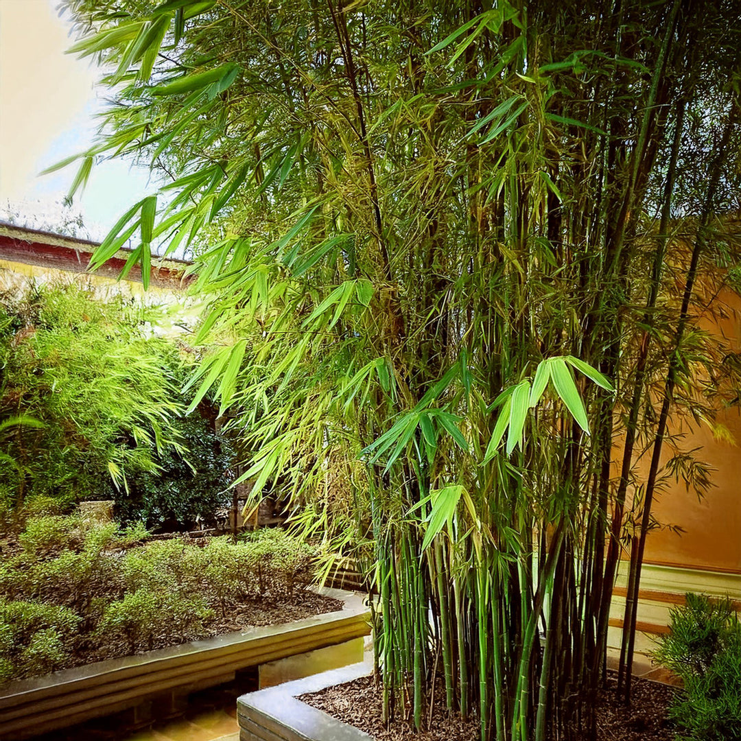 Bambou Metake (Arundinaria Japonica)