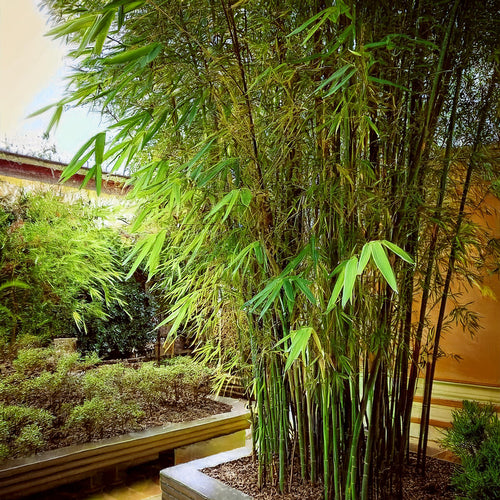 Bambou Metake (Arundinaria Japonica)