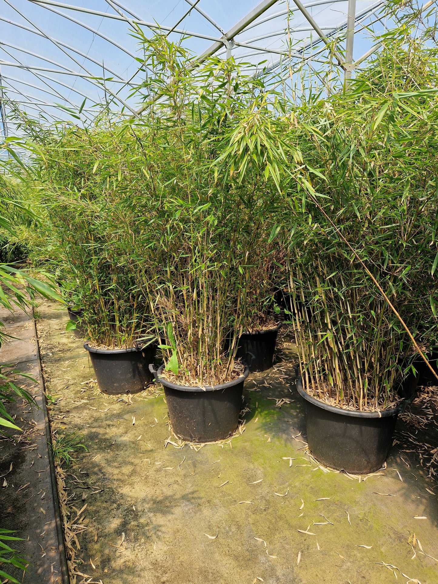 Fargesia Murielae x Nitida Obelisk