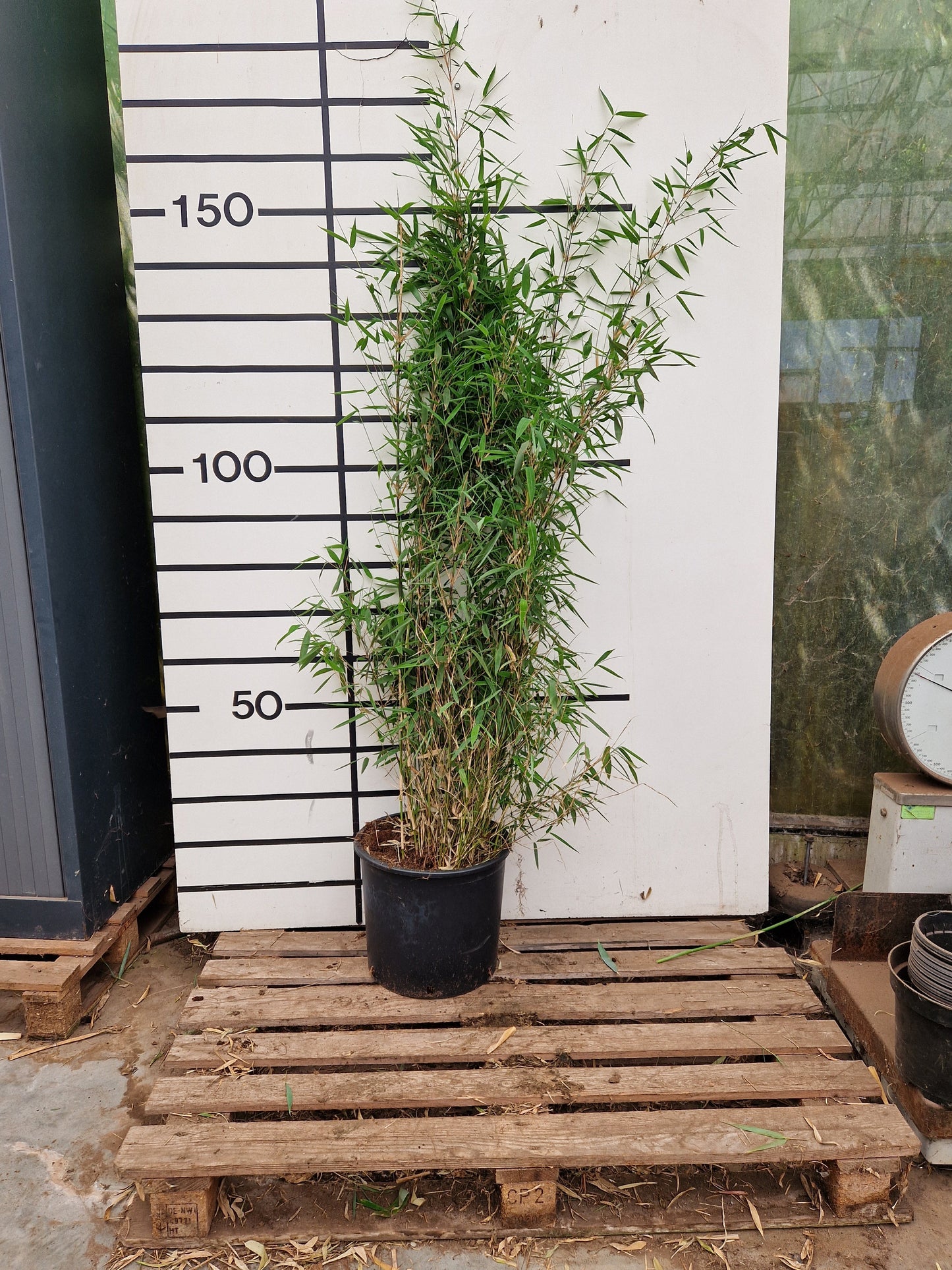 Fargesia Murielae x Nitida Obelisk