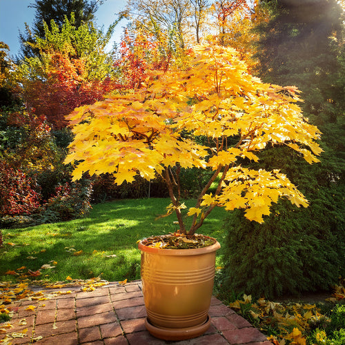 Acer Palmatum Orange Dream