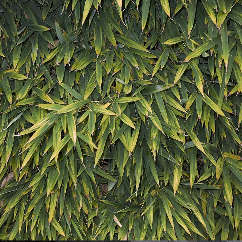Bambou (Phyllostachys) Aurea