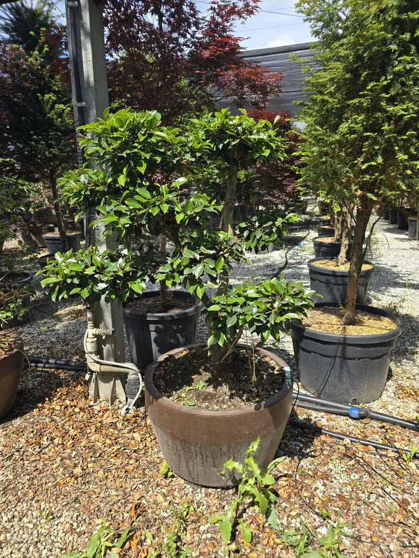 Pot Roma - 35/70/125/165/215/285/390/500L