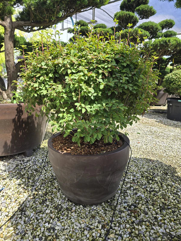 Pot Roma - 35/70/125/165/215/285/390/500L