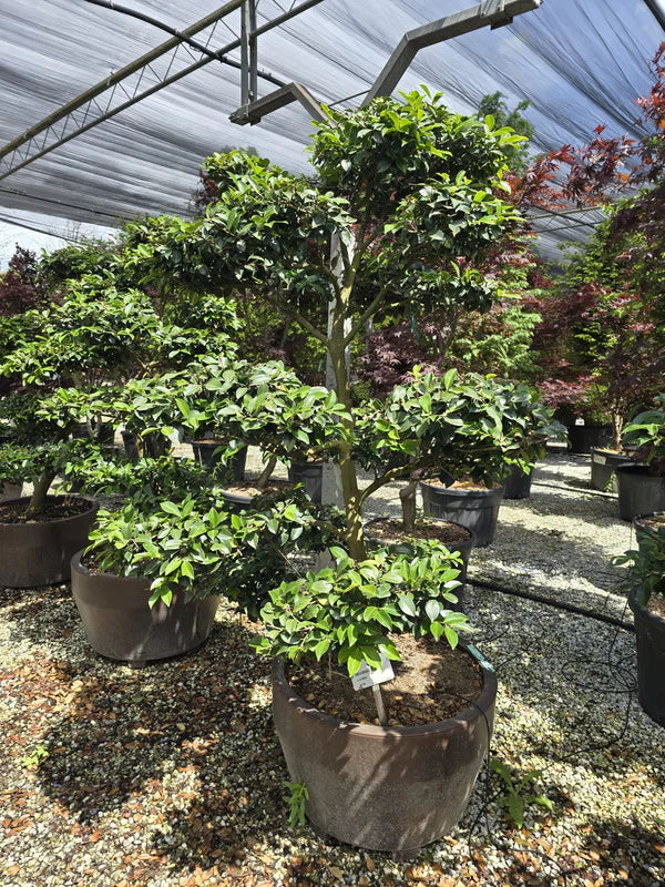 Pot Roma - 35/70/125/165/215/285/390/500L