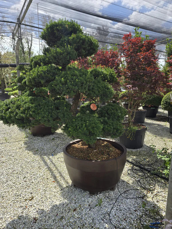 Pot Roma - 35/70/125/165/215/285/390/500L