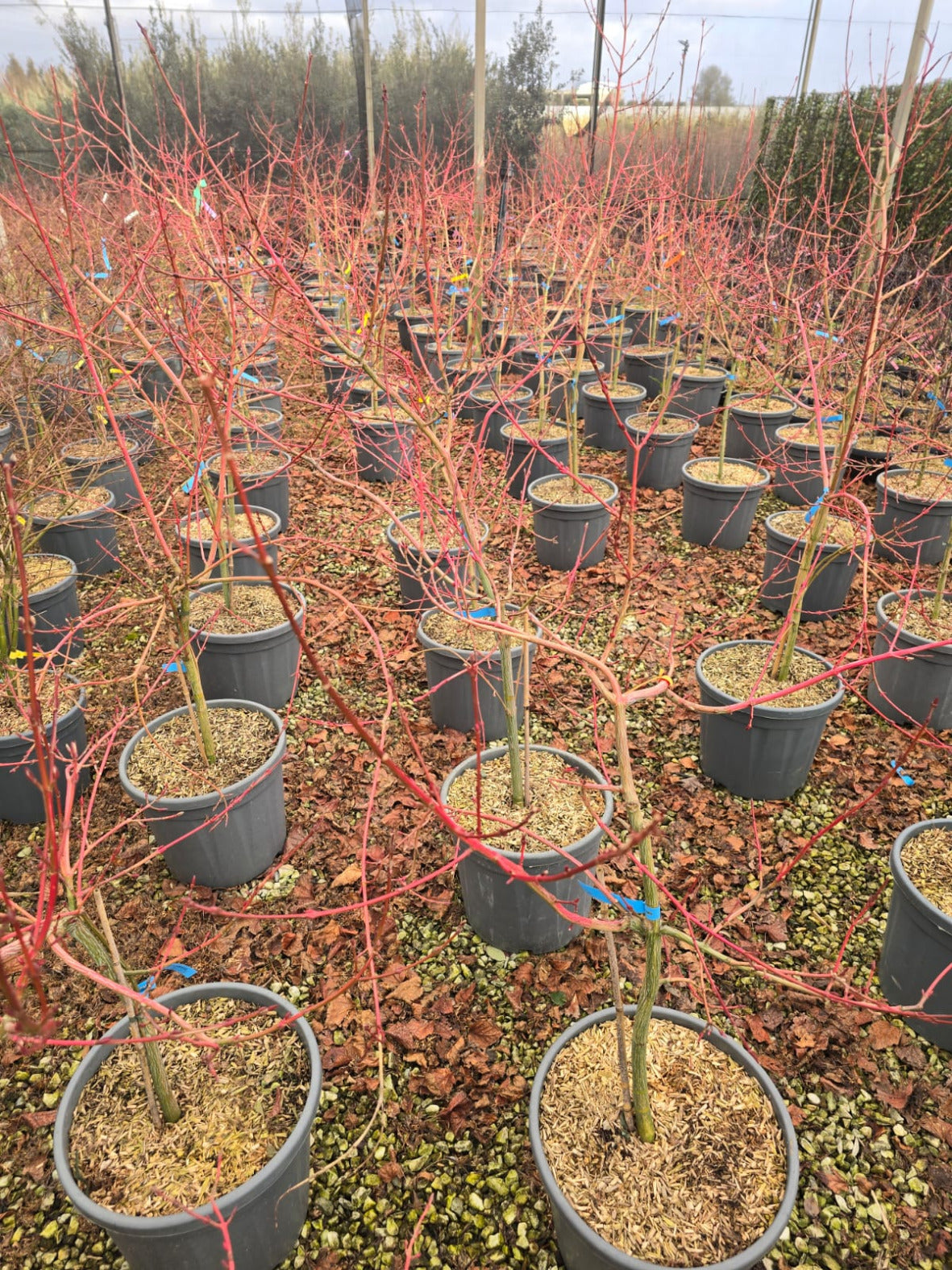 Acer Conspicuum Red Flamingo