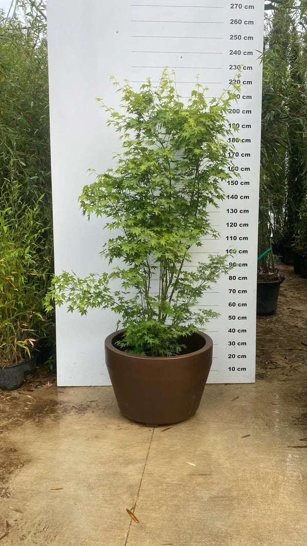 Pot Roma - 35/70/125/165/215/285/390/500L