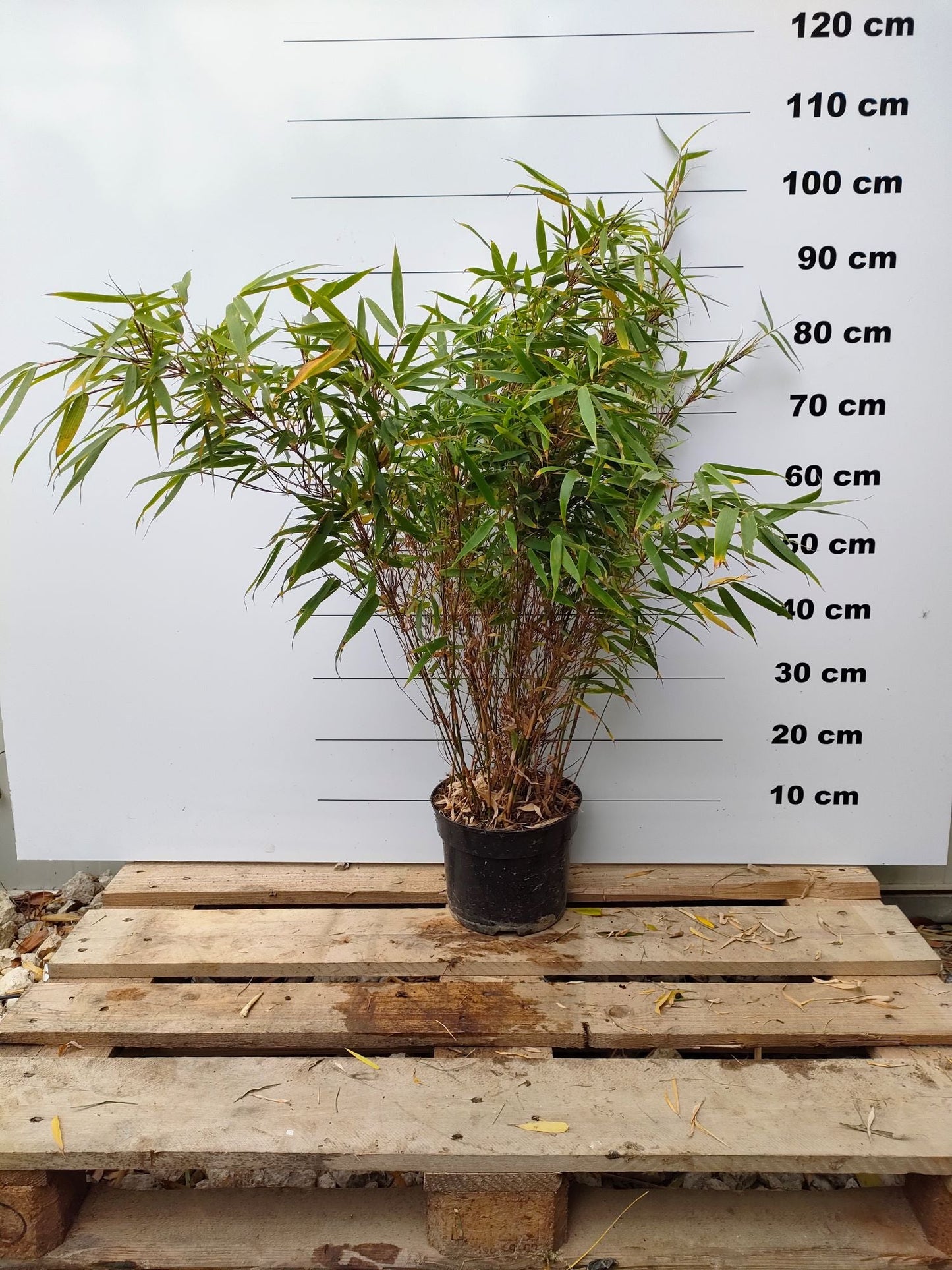 Fargesia Rufa