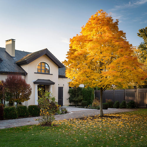 Acer Palmatum Sangokaku
