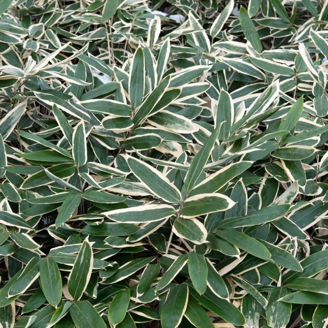 Bambusa Nana Longifolia (Sasa VeitchiiI)