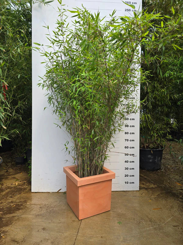 Pot Firenze - 85L