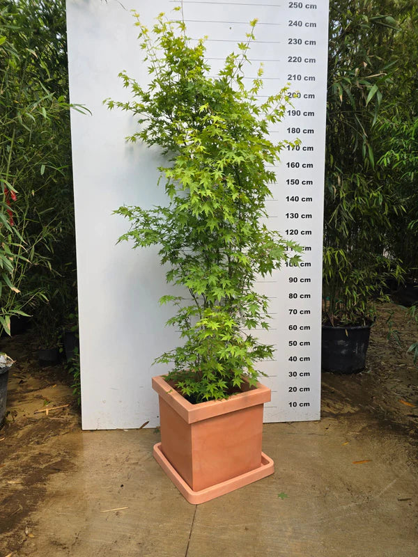 Pot Firenze - 85L