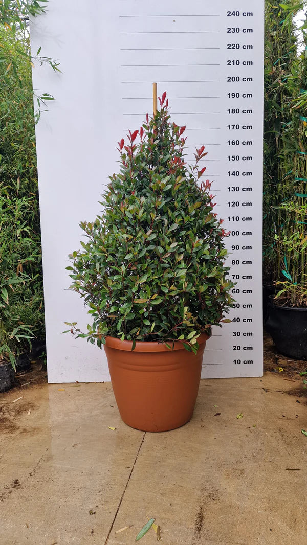 Pot Bologna - 40/80/110L