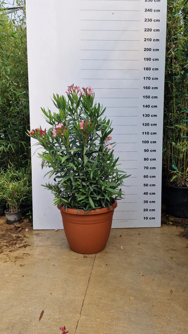 Pot Bologna - 40/80/110L