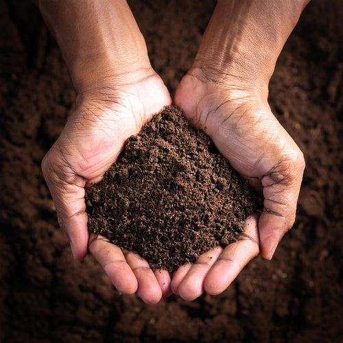 Terreau spécial bambou tout-en-un en sac de 40 litres