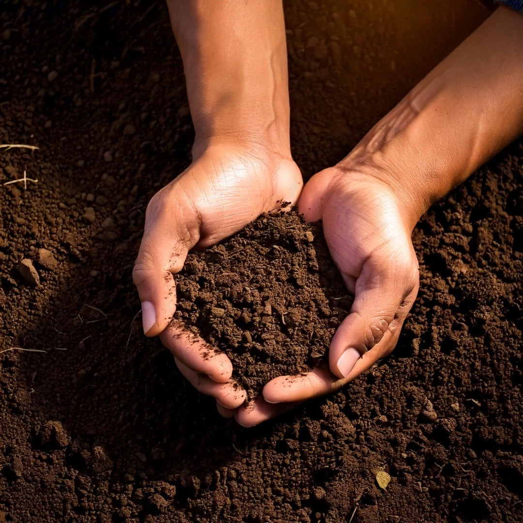 Terreau spécial Érable du japon (Sac de 40 L)
