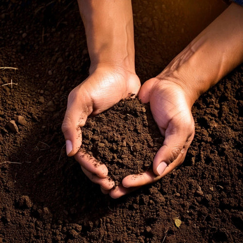 Terreau spécial Érable du japon (Sac de 40 L)