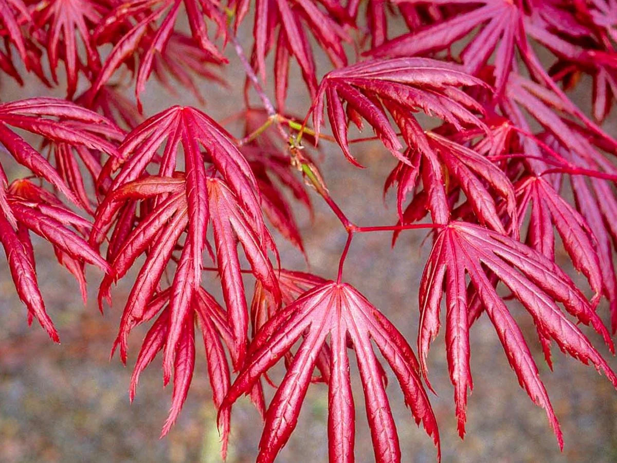 Acer Palmatum Trompenburg